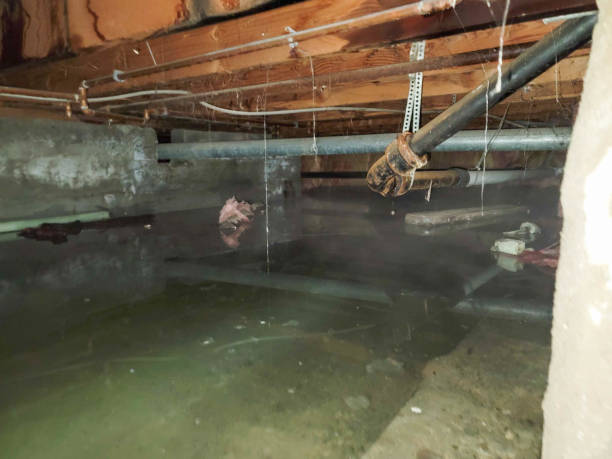 Best Mold removal after water damage  in Banning, CA